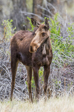 USA, Wyoming, Sublette County, cow moose stands near a willow patch in the springtime.