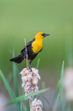 USA, Wyoming, Sublette County, male Yellow-headed Blackbird perches on dried cattail stalks in a marsh.