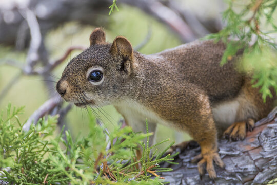 USA, Wyoming, Sublette County, Red Squirrel sits in a Juniper tree.