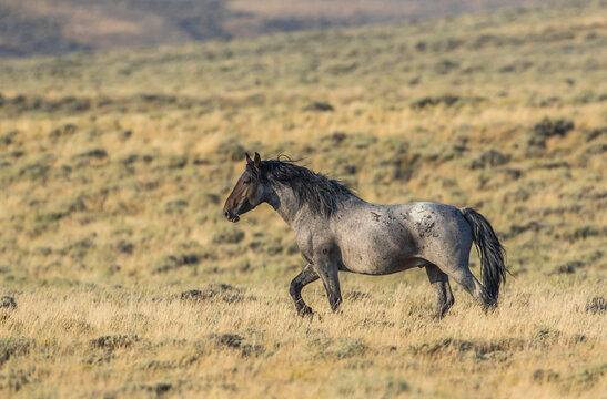 USA, Wyoming, Sweetwater County, Red Desert, stallion of a small band of wild horses trots through he sagebrush