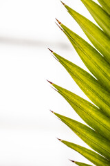 palm leaf on white background