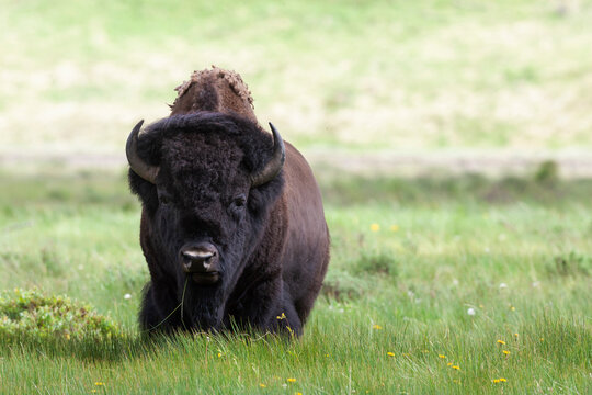 Yellowstone National Park a big bull bison standing among lush green grass.