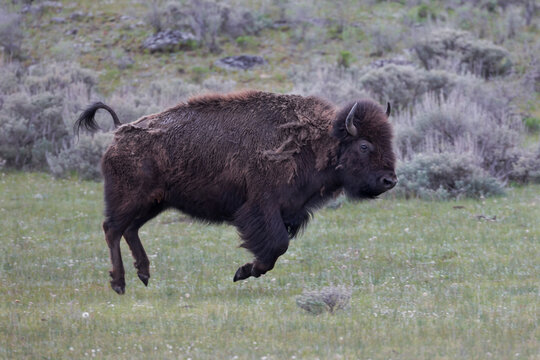 Yellowstone National Park. An American bison cow acts in a frenzied manner.