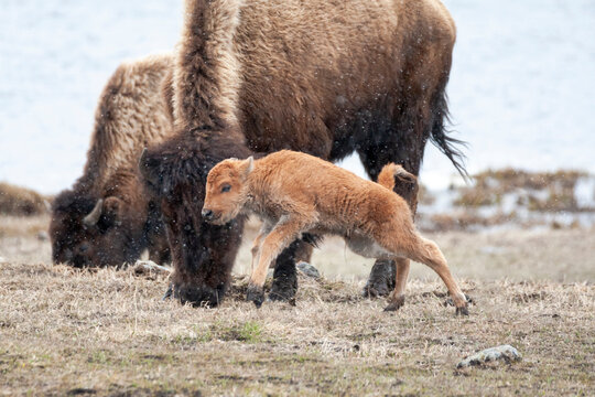 Yellowstone National Park. American bison calf runs and playing in the snow squall.