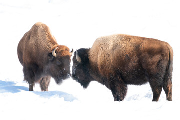 USA, Wyoming, Yellowstone National Park. Two bison confront one another.
