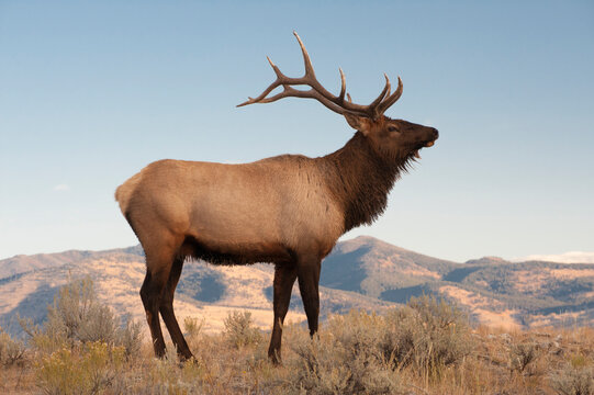 Usa, Wyoming, Yellowstone National Park. Bull Elk near Mammoth.