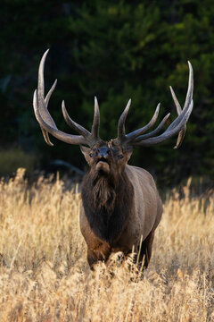 Giant bull elk claiming his territory, USA, Wyoming