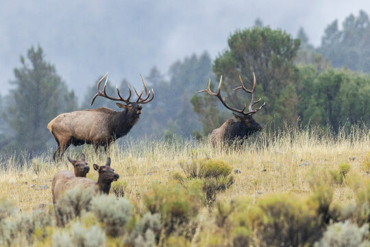 Bull elk protecting his cows from rival bull, Wyoming, USA