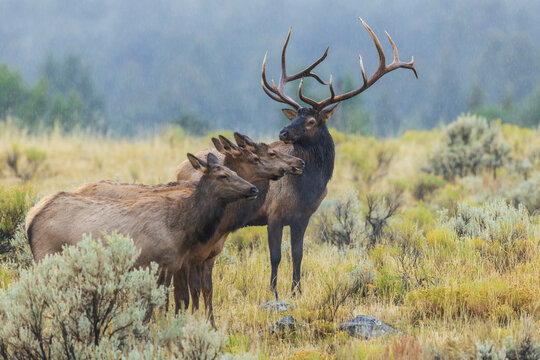 Bull elk protecting his cows from rival bull, Wyoming, USA