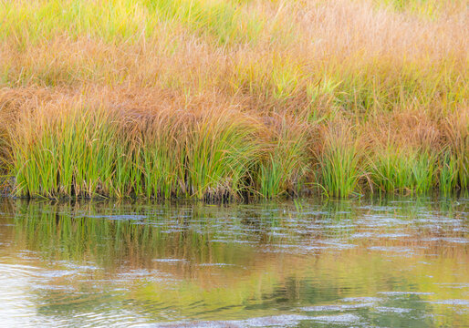 USA, Wyoming, Grand Tetons National Park waters edge Snake River and golden grasses reflected in water