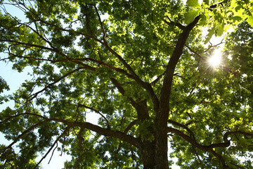 Obraz premium Beautiful green tree in forest, low angle view