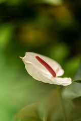 white anthurium 