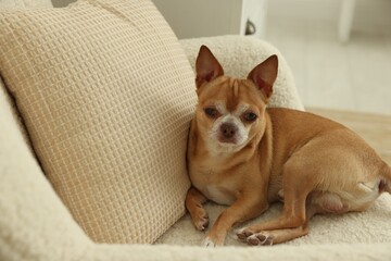 Cute Chihuahua dog lying on armchair at home