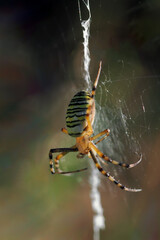 Garden spider (Araneus diadematus) - a species of spider from the Araneidae family. The name comes from the characteristic white cross on the abdomen. close-up photography	