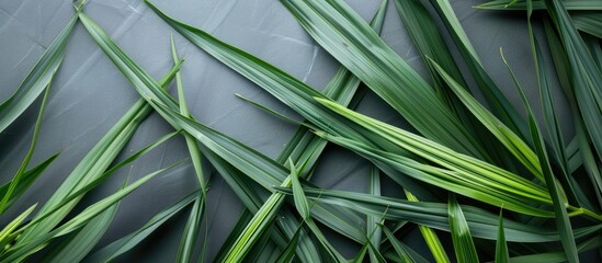 Obraz premium View Of Top Lemongrass Leaves In Grey Background