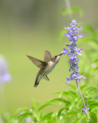 Ruby-throated Hummingbird in flight, reaching for nectar in purple Sage flower