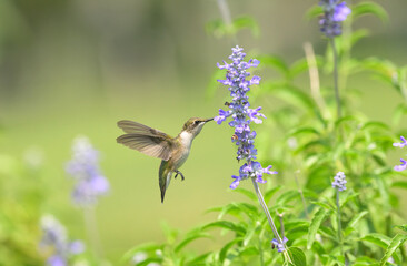 Ruby-throated Hummingbird getting nectar from a purple Sage flower in a sunny summer garden