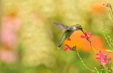 Ruby-throated Hummingbird feeding on a bright red Salvia flower in bright summer garden; with copy space