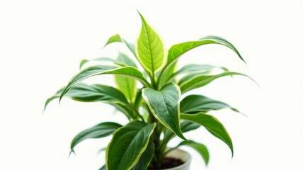 Fototapeta premium A green plant with a yellow leaf is in a white pot
