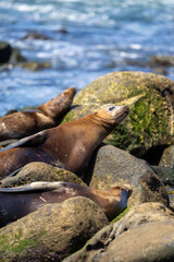 California sea lion sleeping on the coast in La Jolla