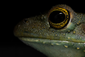 close up of a frog with yellow eyes and green skin
