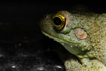 frog on the ground
