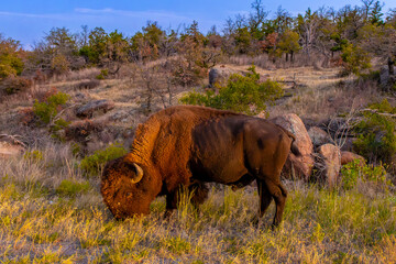Fototapeta premium An American Buffalo, bison bison, grazing on the side of the road in the Wichita National Wildlife Refuge near Mount Scott..