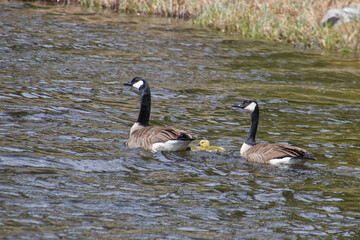 Canada Goose Family in the Water