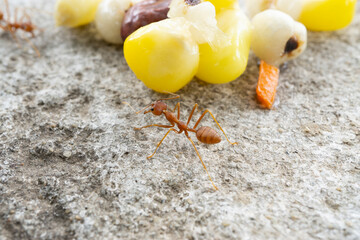 Large red ant feeding on garbage left my humans in a nature reserve Asia