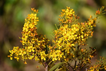 Flor no Cerrado brasileiro  
