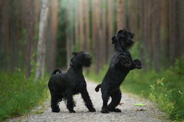 Two Schnauzers play energetically in a forest clearing, surrounded by lush greenery. The dog lively interaction adds energy to the peaceful setting.