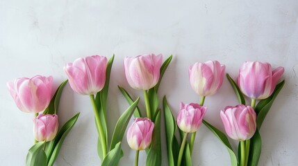 Fototapeta premium Pink tulips on light background with copy space for International Women s Day and Mother s Day concept
