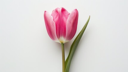 Naklejka premium Pink tulip isolated on white top view