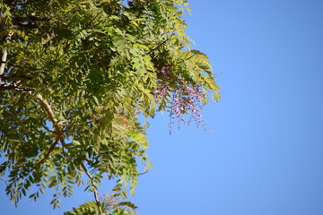 Planta do Cerrado brasileiro