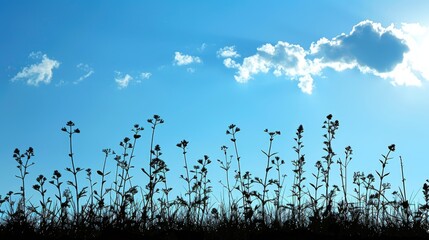 Obraz premium Plants silhouetted by the blue sky