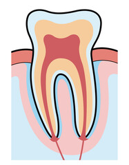 歯　断面　図解