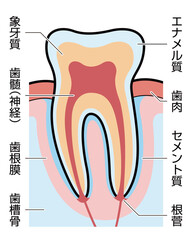 歯　断面　図解　説明有