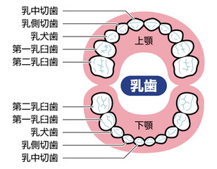 乳歯　図解　説明有