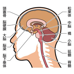 脳　断面　図解　説明有
