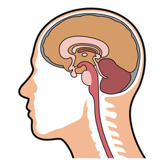 脳　断面　図解