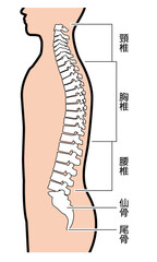 背骨　図解　説明有