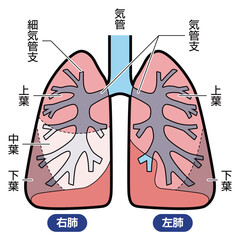肺　図解　説明有