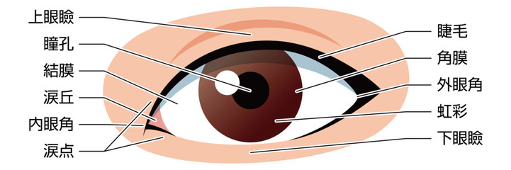 目　イラスト　説明有