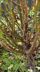 Detailed view of thorny bush stems with surrounding greenery in a garden setting