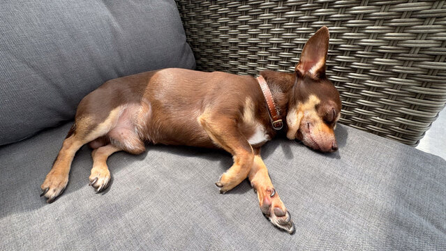 Close-up of a brown Chihuahua sleeping comfortably on a gray cushioned couch, with its head resting against wicker furniture