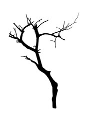 Silhouette of Dry Tree Without Leaves