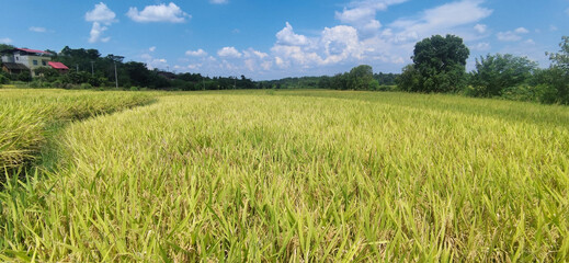 Obraz premium The rice paddies on the plain of the Hunan River bank 