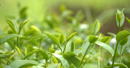 Green tea tree fresh leaves in eco herbal farm. Tree tea plantations in morning sun light....