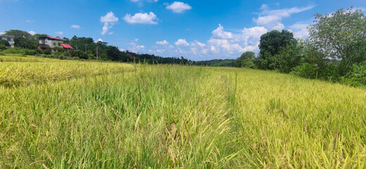 The rice paddies on the plain of the Hunan River bank 