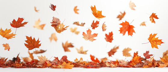 Fresh maple leaves falling and flying on white background. Beautiful autumn leaves season. 